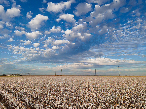 RRXCottonTexas_cdp_322