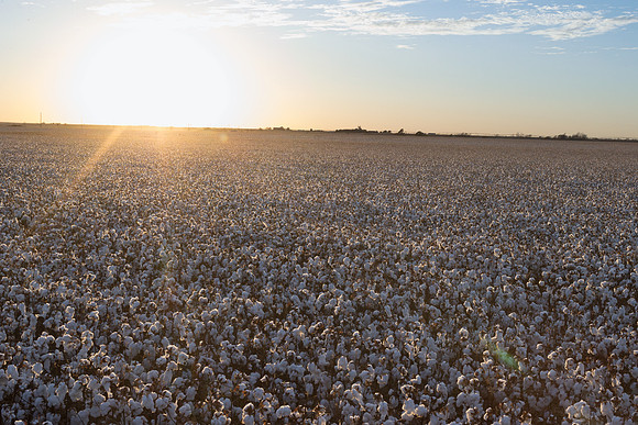 RRXCottonTexas_cdp_498