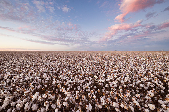 RRXCottonTexas_cdp_692