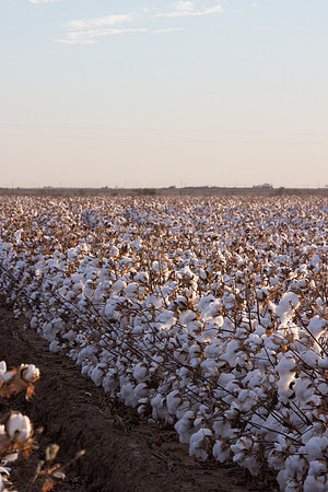 RRXCottonTexas_cdp_464