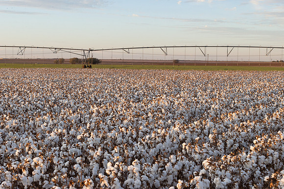 RRXCottonTexas_cdp_518