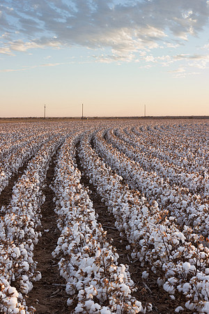 RRXCottonTexas_cdp_540
