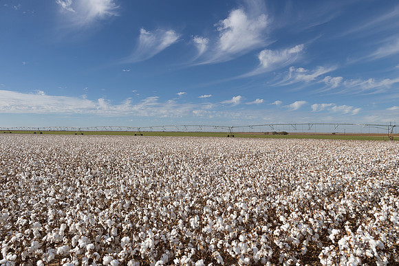 RRXCottonTexas_cdp_174