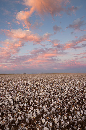 RRXCottonTexas_cdp_675