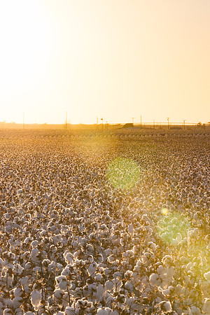 RRXCottonTexas_cdp_460