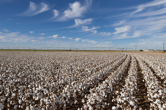 RRXCottonTexas_cdp_203