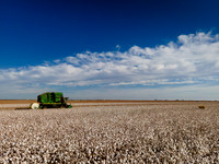 Texas Harvest 2020