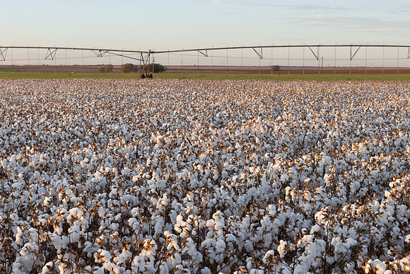 RRXCottonTexas_cdp_520