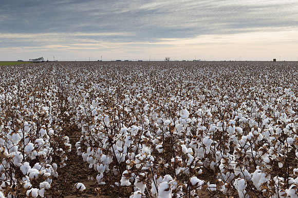 RRXCottonTexas_cdp_1010