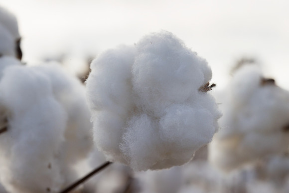 RRXCottonTexas_cdp_359