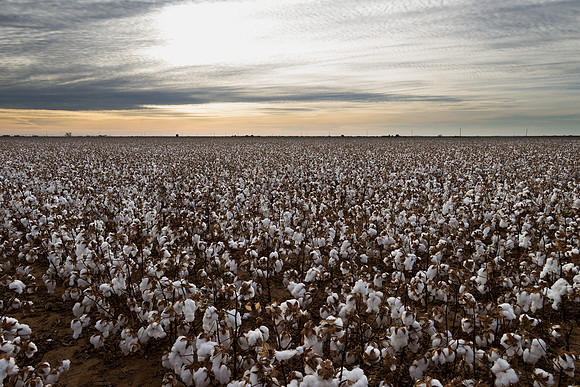 RRXCottonTexas_cdp_860