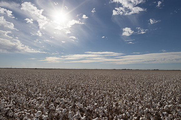 RRXCottonTexas_cdp_187