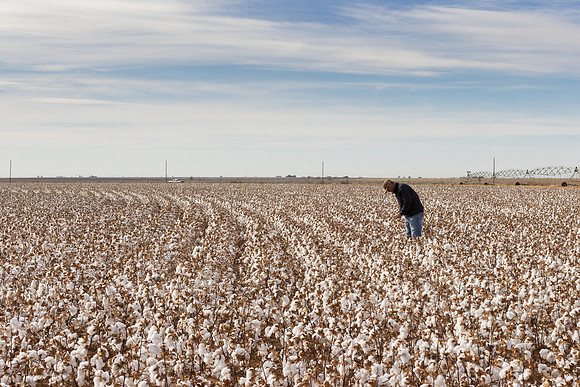 RRXCottonTexas_cdp_1055