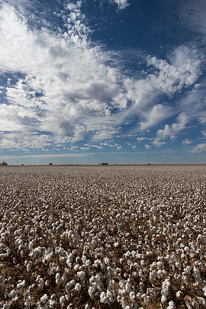 RRXCottonTexas_cdp_10