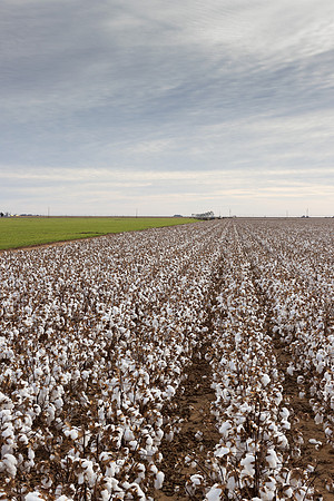 RRXCottonTexas_cdp_994