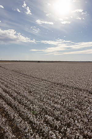 RRXCottonTexas_cdp_230