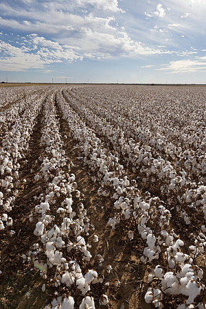 RRXCottonTexas_cdp_194