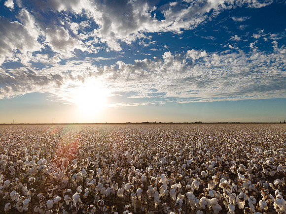 RRXCottonTexas_cdp_338
