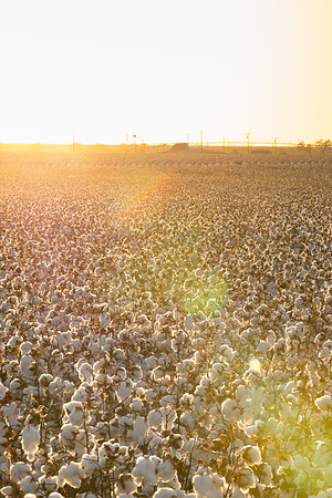 RRXCottonTexas_cdp_449