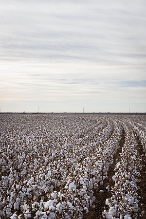 RRXCottonTexas_cdp_959