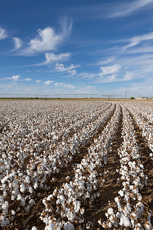 RRXCottonTexas_cdp_210