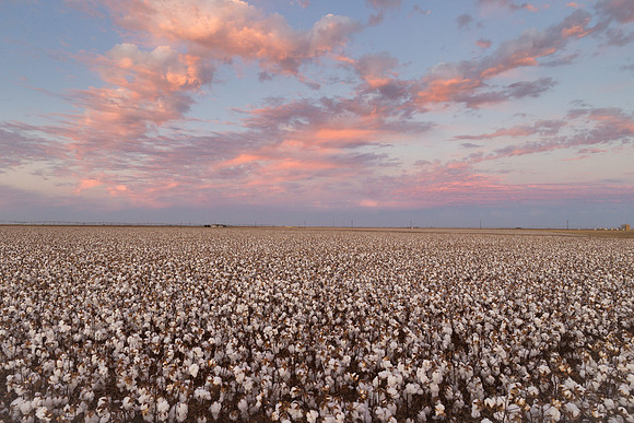 RRXCottonTexas_cdp_671