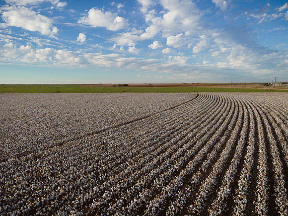 RRXCottonTexas_cdp_309
