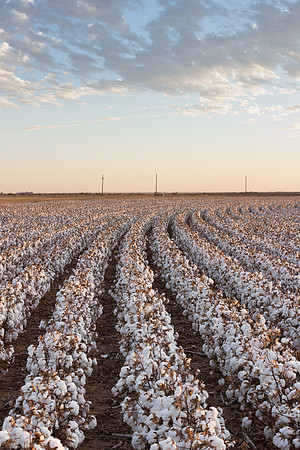 RRXCottonTexas_cdp_536