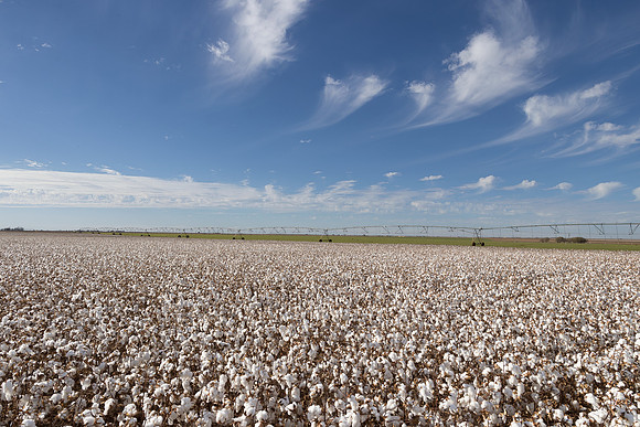 RRXCottonTexas_cdp_171