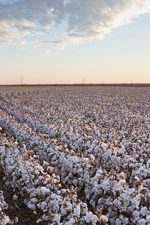 RRXCottonTexas_cdp_546