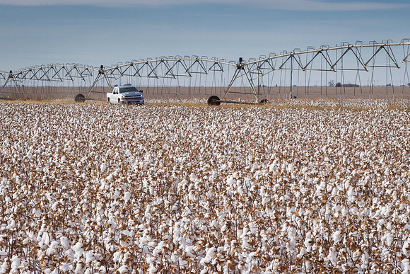 RRXCottonTexas_cdp_1090