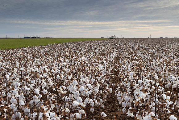 RRXCottonTexas_cdp_1007