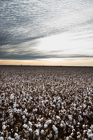 RRXCottonTexas_cdp_880