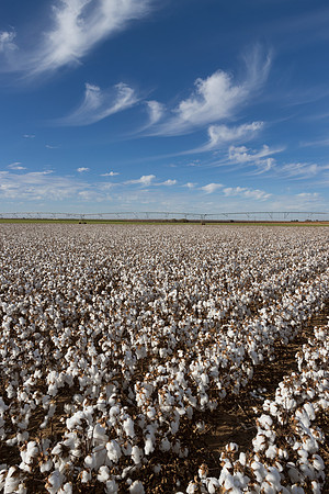 RRXCottonTexas_cdp_214