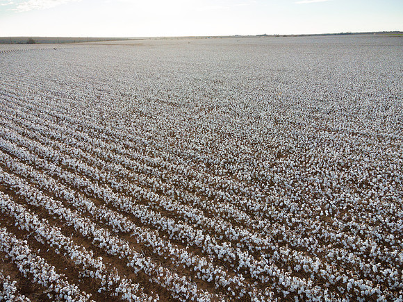 RRXCottonTexas_cdp_291