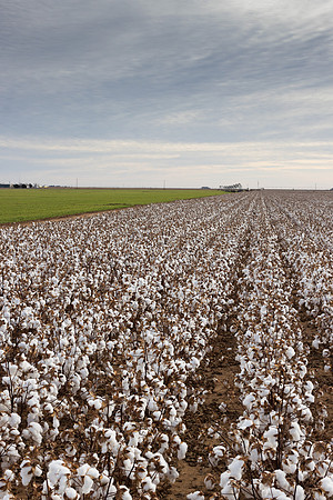 RRXCottonTexas_cdp_988