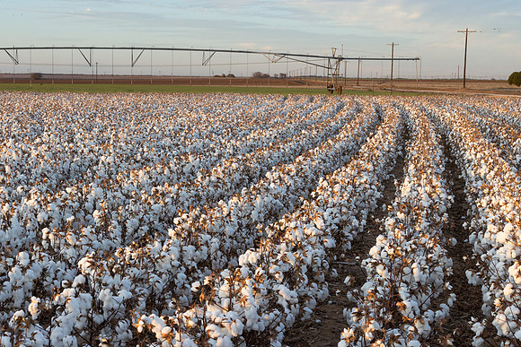 RRXCottonTexas_cdp_511