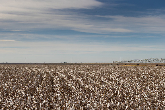 RRXCottonTexas_cdp_1044