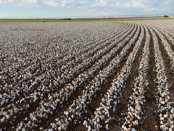 RRXCottonTexas_cdp_313