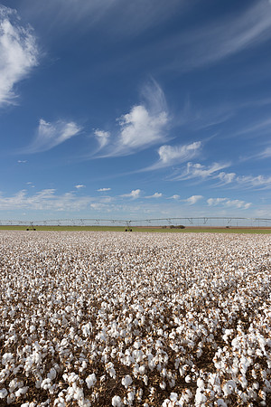 RRXCottonTexas_cdp_176