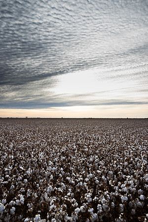 RRXCottonTexas_cdp_876