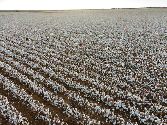 RRXCottonTexas_cdp_296