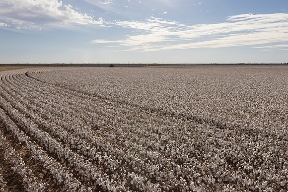 RRXCottonTexas_cdp_228
