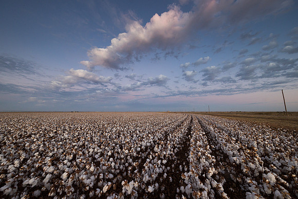 RRXCottonTexas_cdp_706