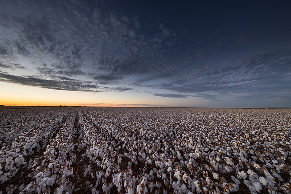 RRXCottonTexas_cdp_715