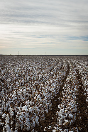 RRXCottonTexas_cdp_950