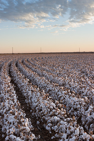 RRXCottonTexas_cdp_545