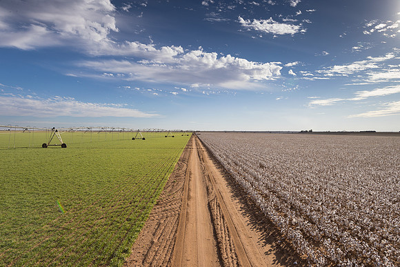 RRXCottonTexas_cdp_254