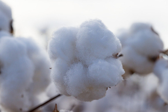 RRXCottonTexas_cdp_344