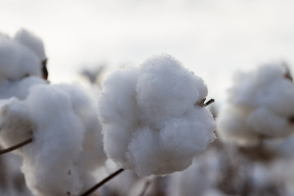 RRXCottonTexas_cdp_367